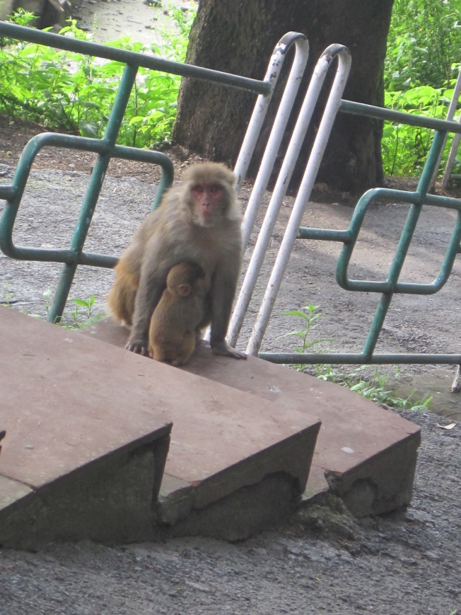 A monkey and her baby guarding the temple