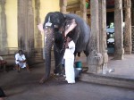 An elephant blesses people in the temple by putting his trunk on your head!